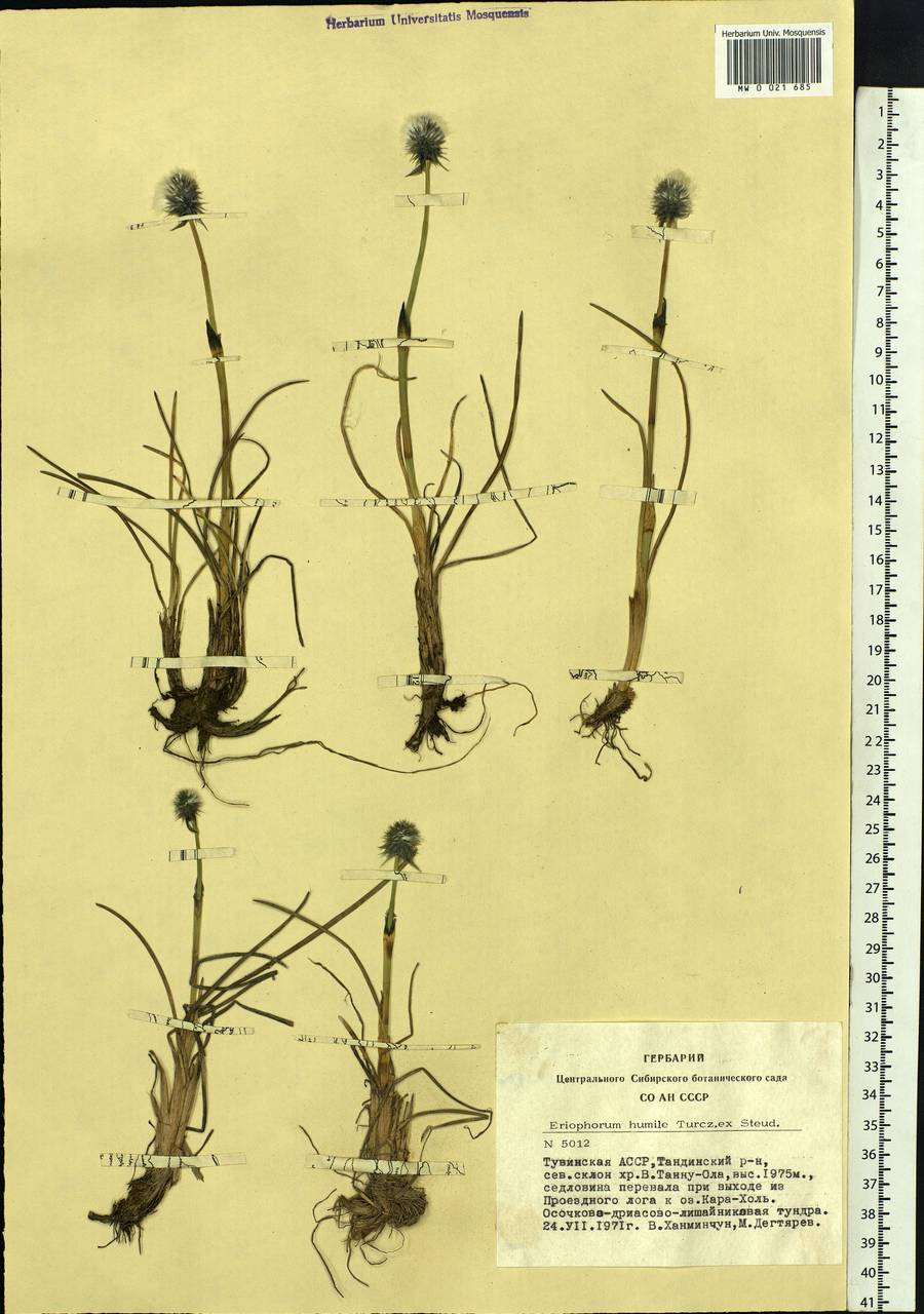 Eriophorum humile Turcz., Siberia, Altai & Sayany Mountains (S2) (Russia)