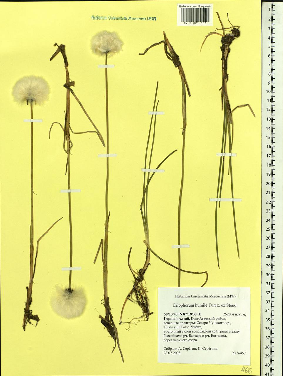 Eriophorum humile Turcz., Siberia, Altai & Sayany Mountains (S2) (Russia)