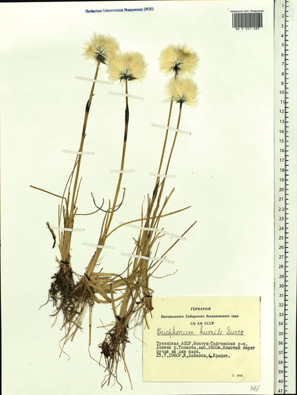 Eriophorum humile Turcz., Siberia, Altai & Sayany Mountains (S2) (Russia)