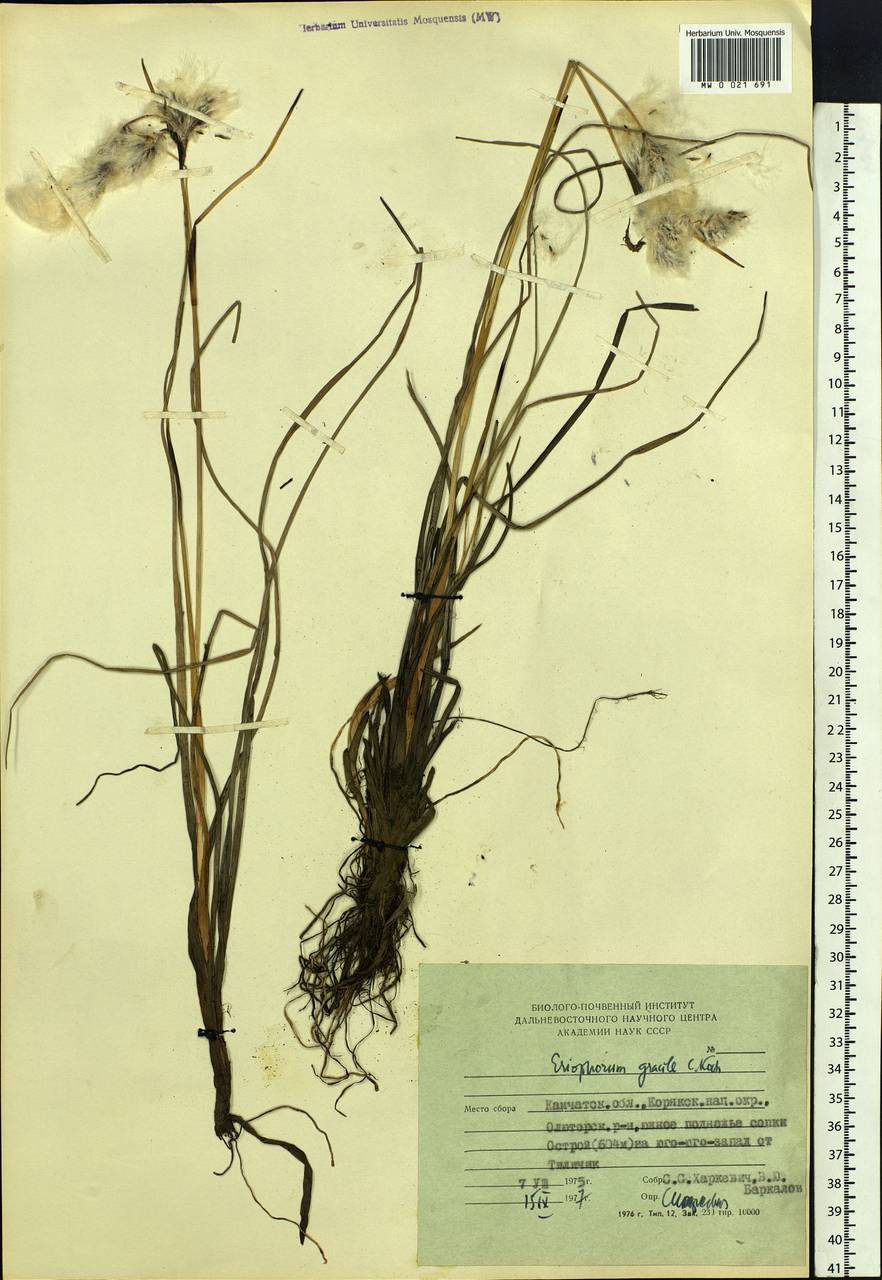 Eriophorum gracile Koch, Siberia, Chukotka & Kamchatka (S7) (Russia)