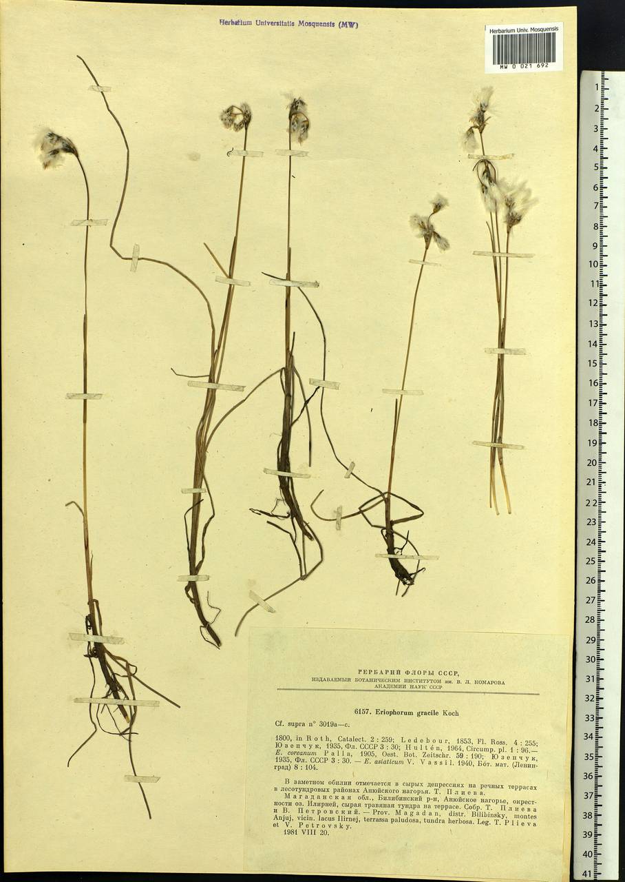 Eriophorum gracile Koch, Siberia, Chukotka & Kamchatka (S7) (Russia)