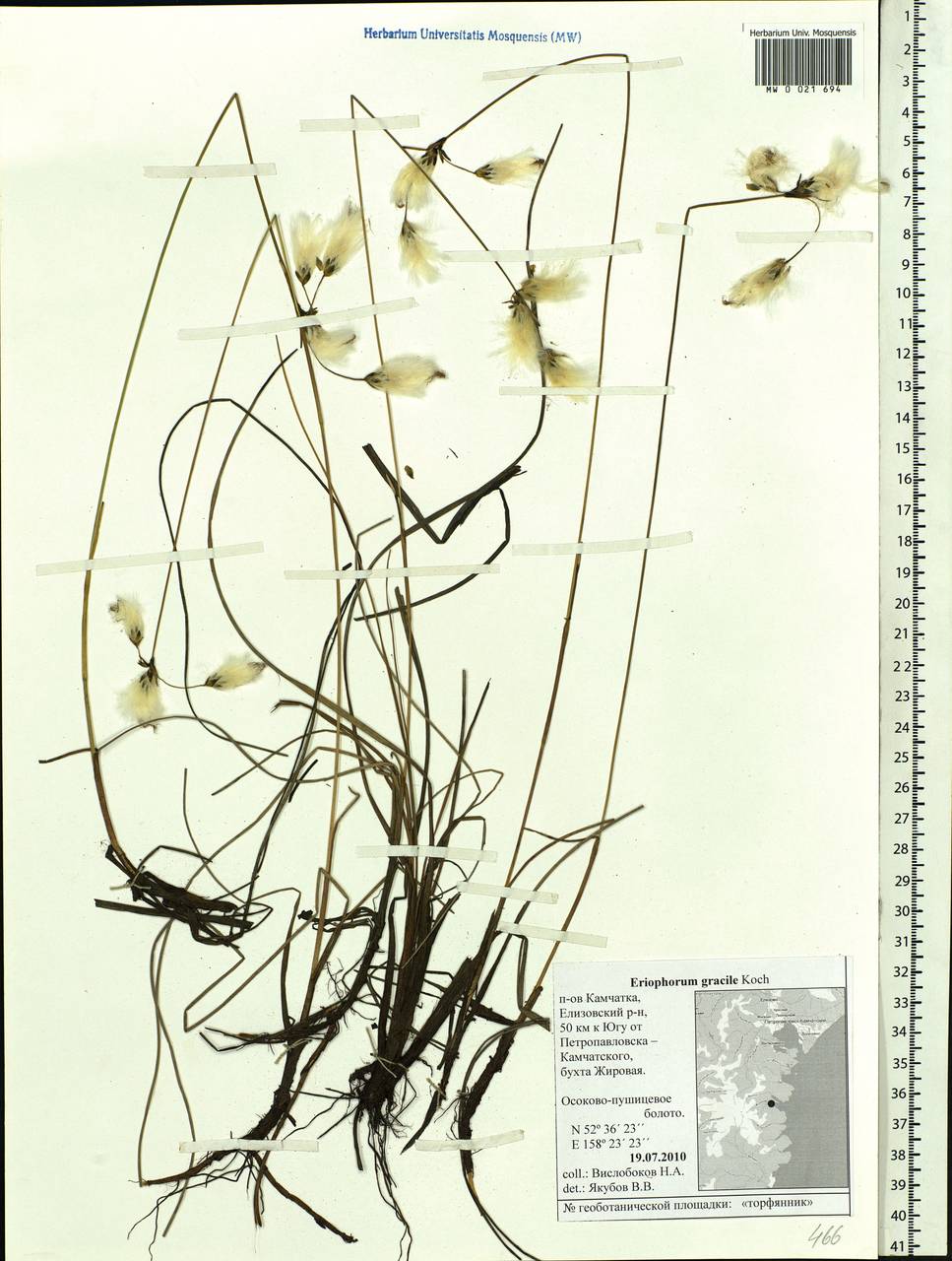 Eriophorum gracile Koch, Siberia, Chukotka & Kamchatka (S7) (Russia)