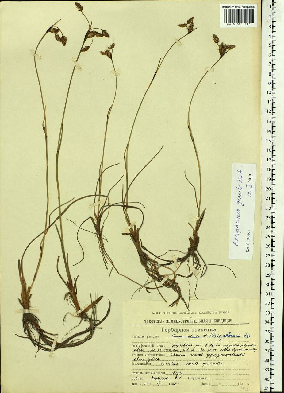 Eriophorum gracile Koch, Siberia, Chukotka & Kamchatka (S7) (Russia)