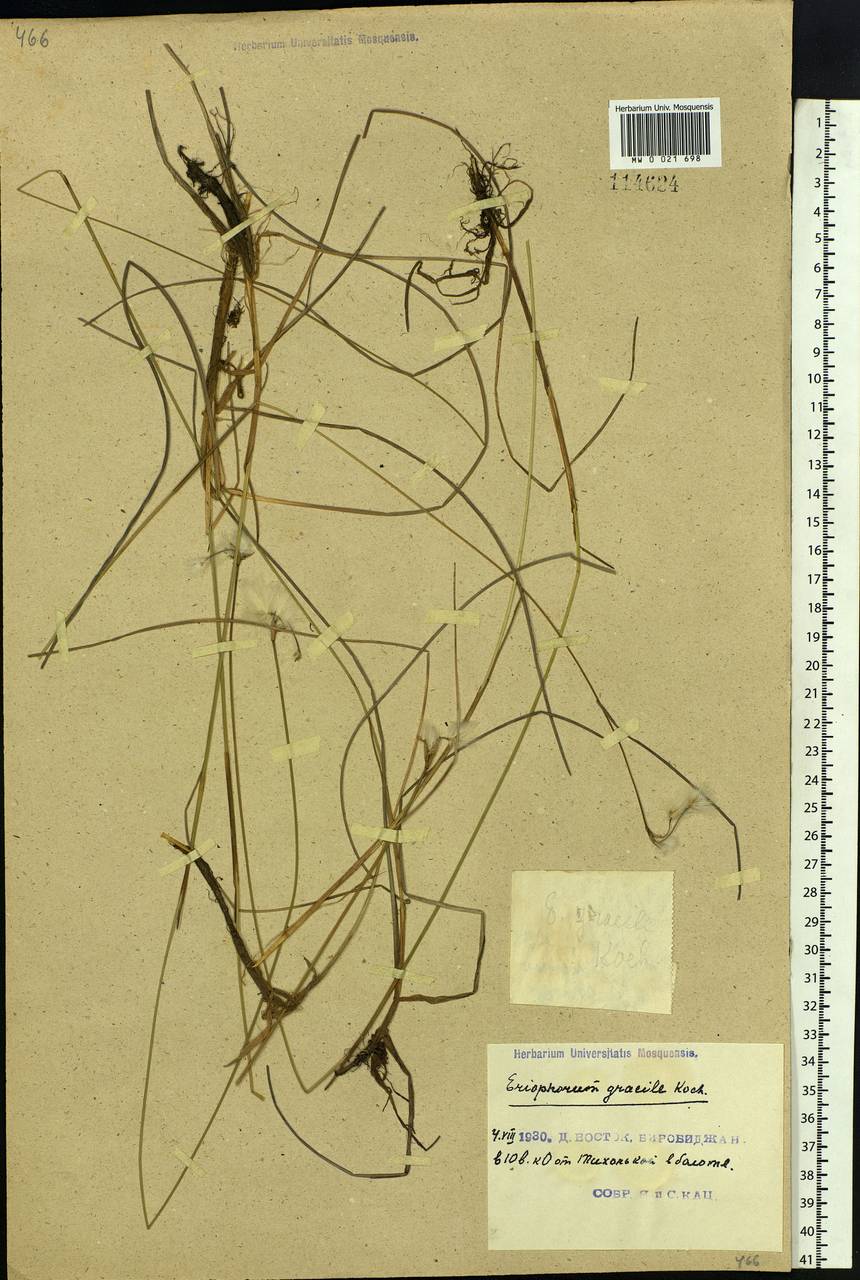 Eriophorum gracile Koch, Siberia, Russian Far East (S6) (Russia)