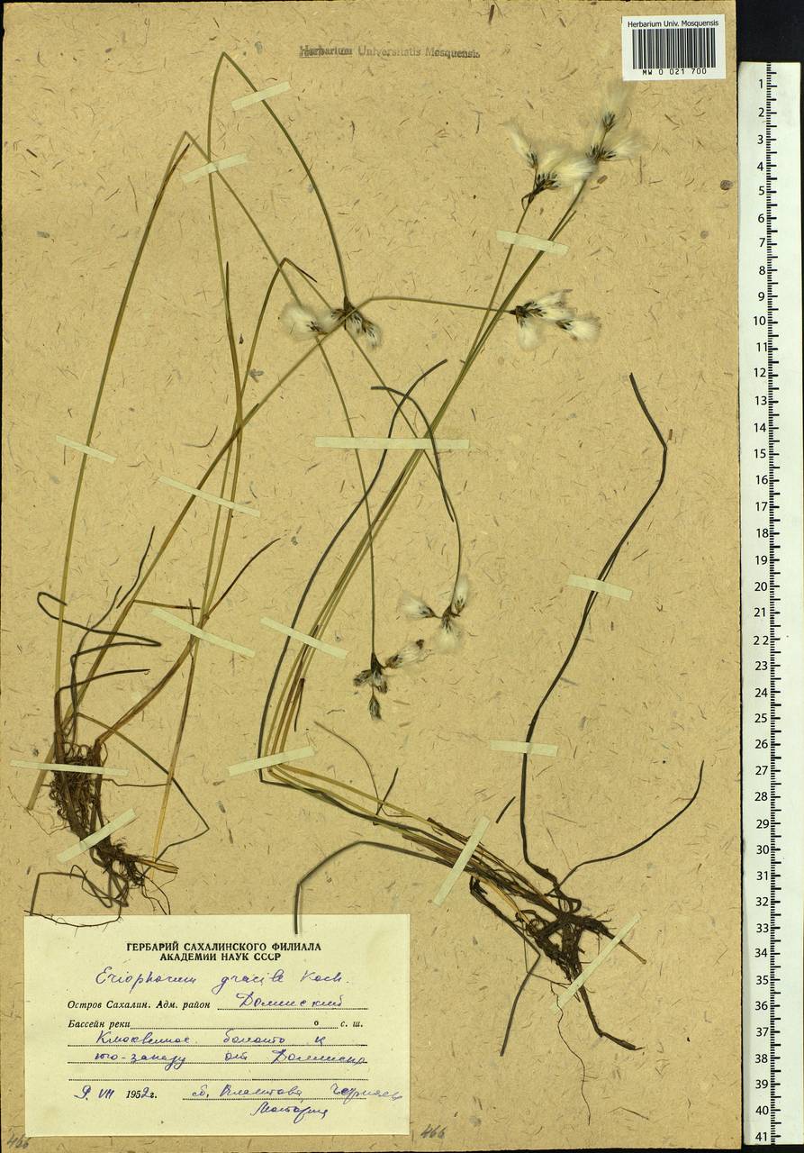 Eriophorum gracile W.D.J.Koch, Siberia, Russian Far East (S6) (Russia)