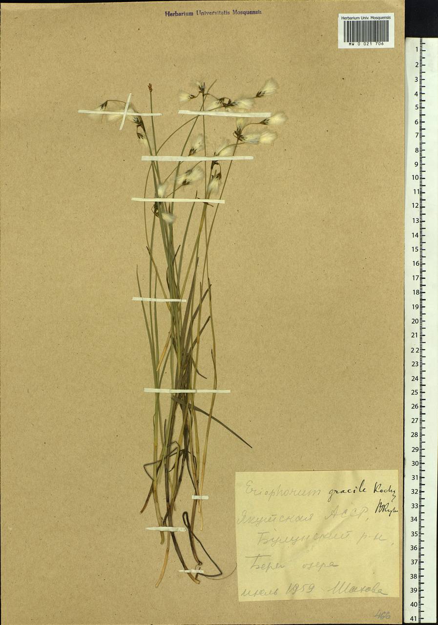Eriophorum gracile Koch, Siberia, Yakutia (S5) (Russia)