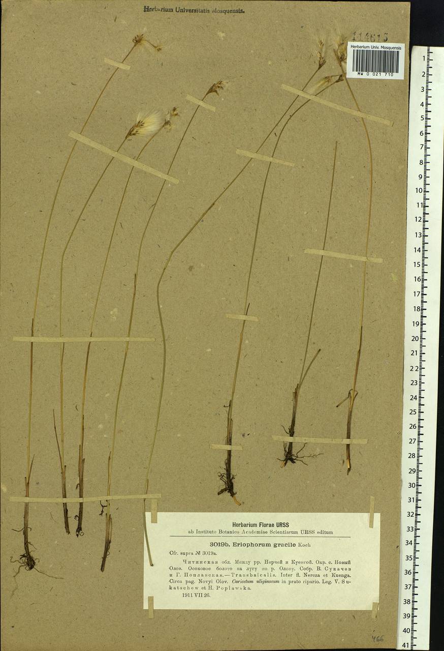 Eriophorum gracile W.D.J.Koch, Siberia, Baikal & Transbaikal region (S4) (Russia)