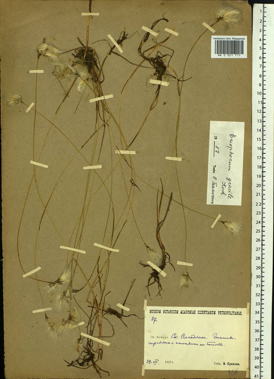 Eriophorum gracile Koch, Siberia, Baikal & Transbaikal region (S4) (Russia)