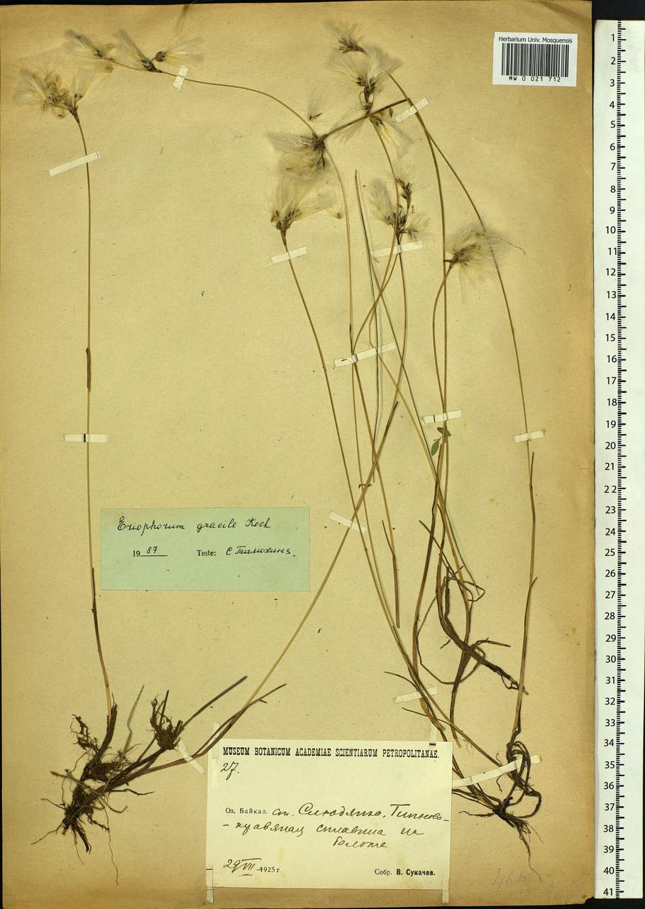 Eriophorum gracile Koch, Siberia, Baikal & Transbaikal region (S4) (Russia)