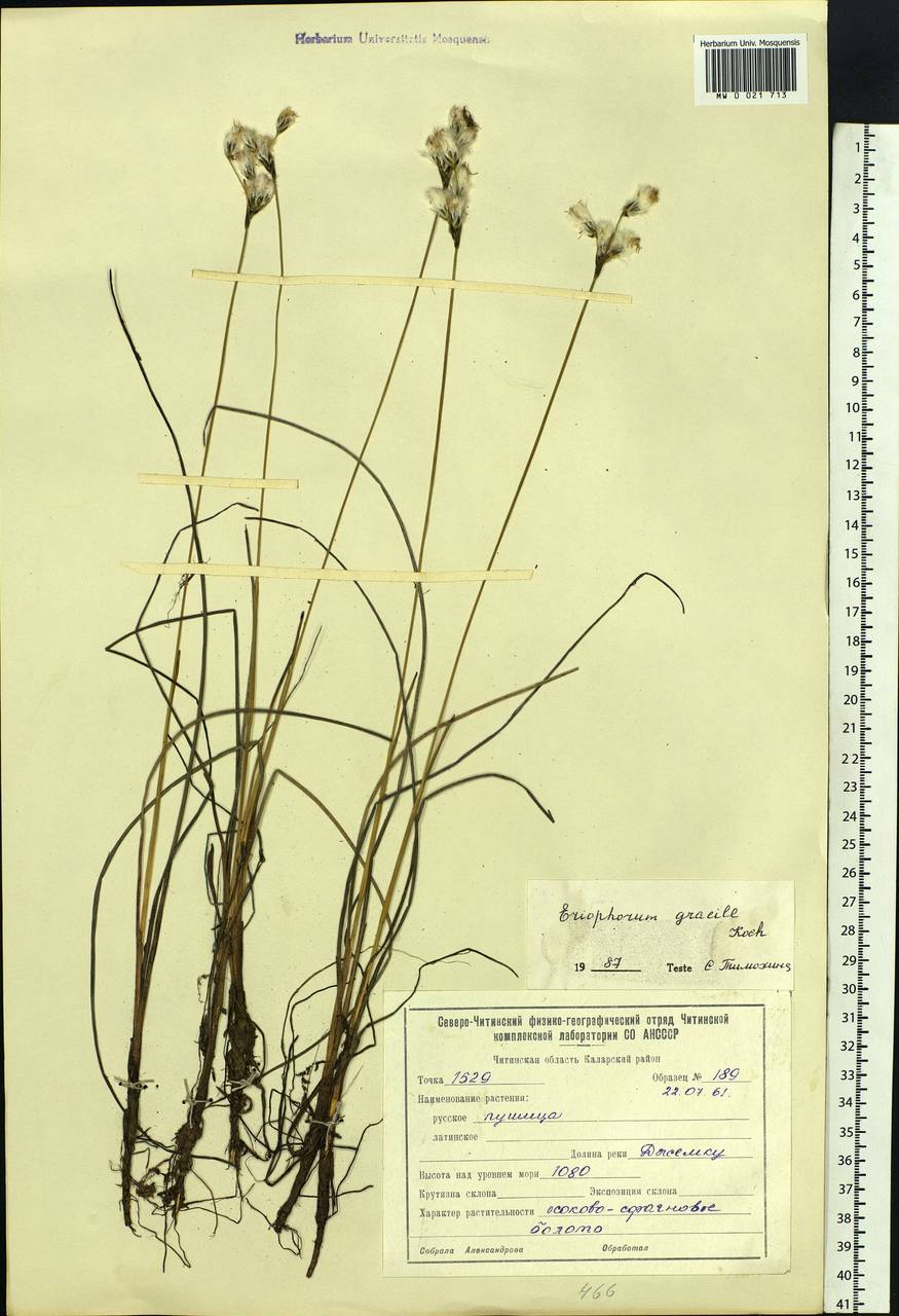 Eriophorum gracile Koch, Siberia, Baikal & Transbaikal region (S4) (Russia)