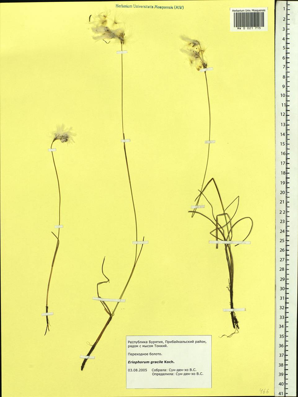 Eriophorum gracile W.D.J.Koch, Siberia, Baikal & Transbaikal region (S4) (Russia)