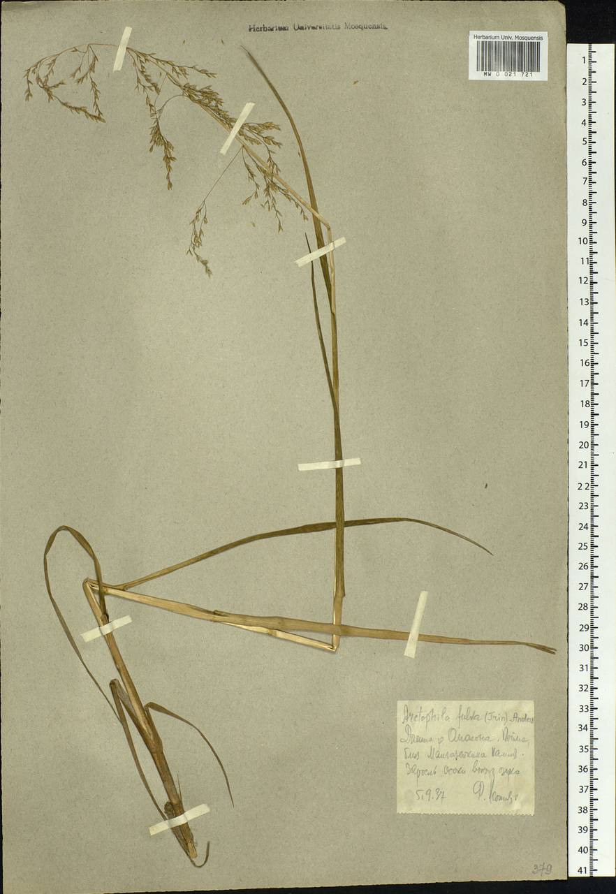 Dupontia fulva (Trin.) Röser & Tkach, Siberia, Chukotka & Kamchatka (S7) (Russia)