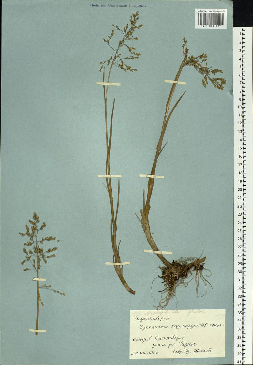 Dupontia fulva (Trin.) Röser & Tkach, Siberia, Chukotka & Kamchatka (S7) (Russia)