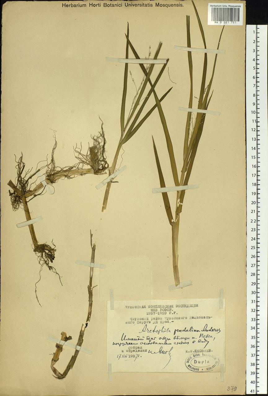 Dupontia fulva (Trin.) Röser & Tkach, Siberia, Chukotka & Kamchatka (S7) (Russia)
