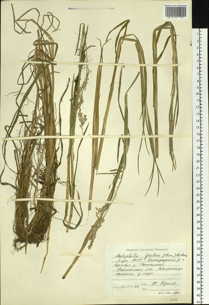 Dupontia fulva (Trin.) Röser & Tkach, Siberia, Yakutia (S5) (Russia)