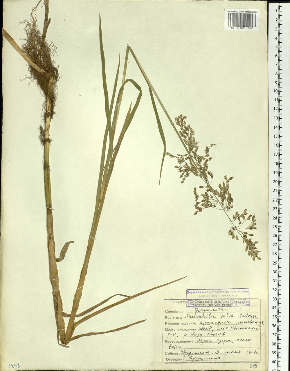 Dupontia fulva (Trin.) Röser & Tkach, Siberia, Yakutia (S5) (Russia)
