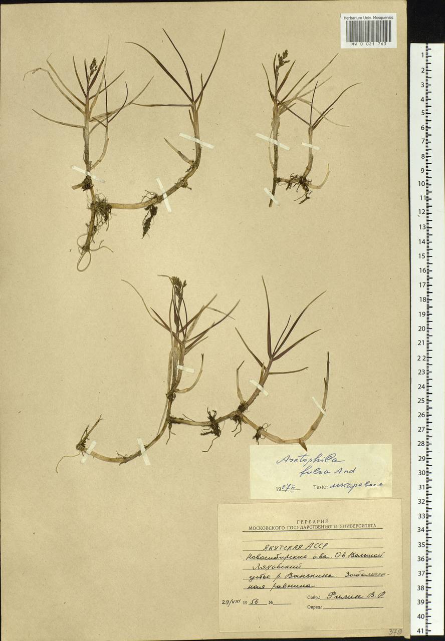 Dupontia fulva (Trin.) Röser & Tkach, Siberia, Yakutia (S5) (Russia)