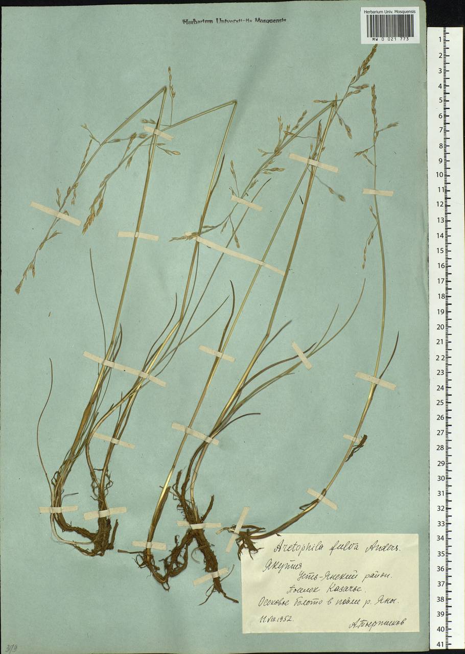 Dupontia fulva (Trin.) Röser & Tkach, Siberia, Yakutia (S5) (Russia)