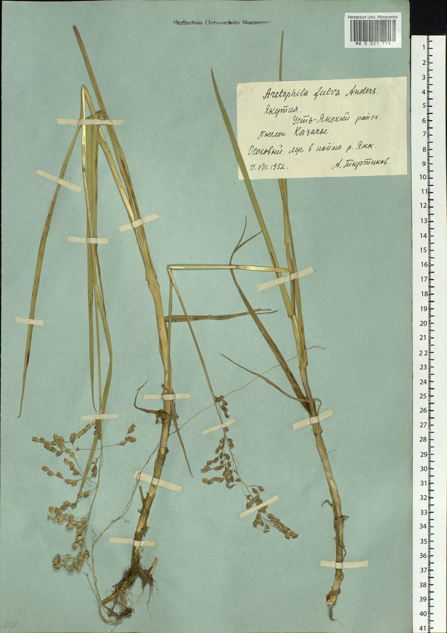 Dupontia fulva (Trin.) Röser & Tkach, Siberia, Yakutia (S5) (Russia)