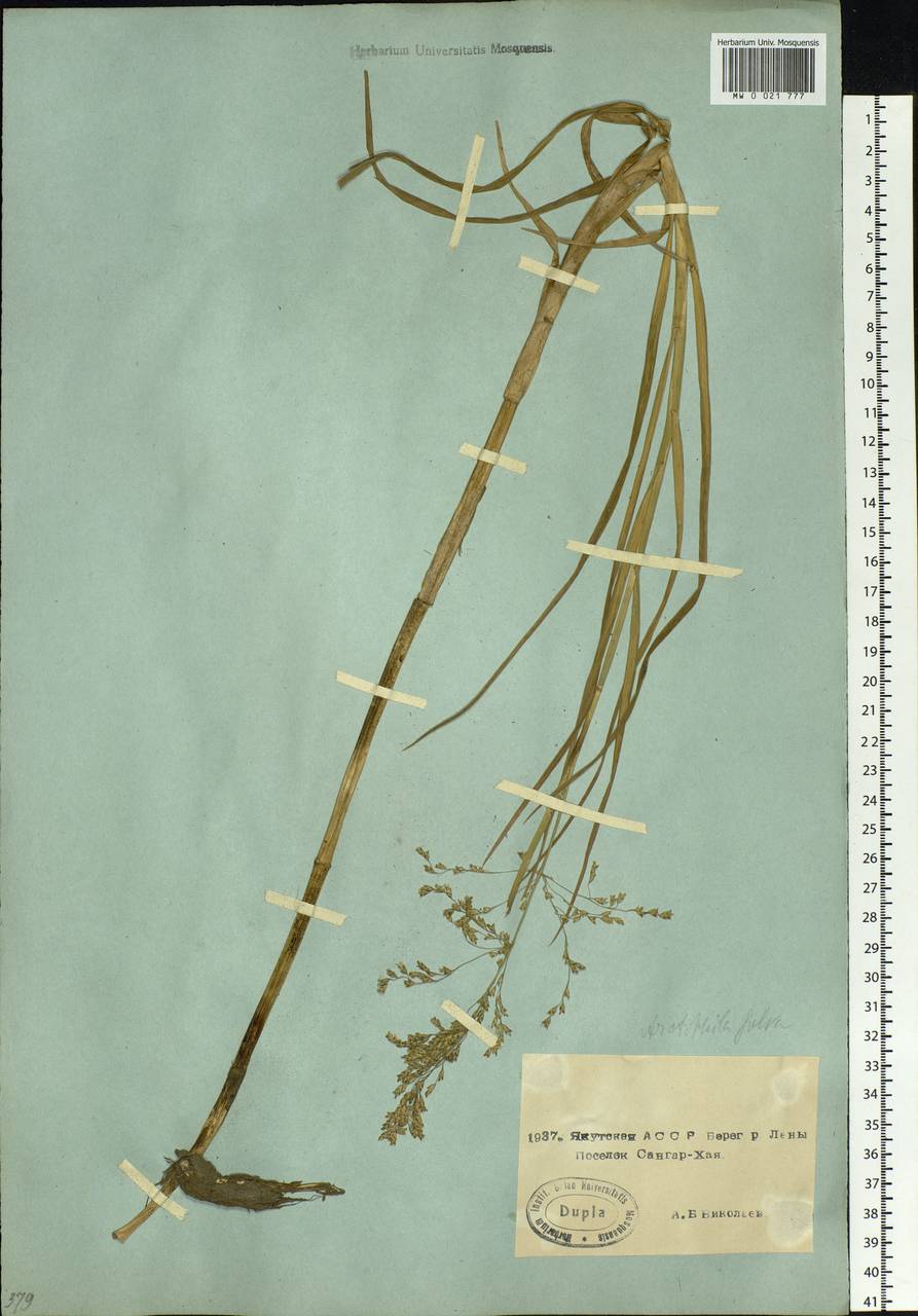 Dupontia fulva (Trin.) Röser & Tkach, Siberia, Yakutia (S5) (Russia)