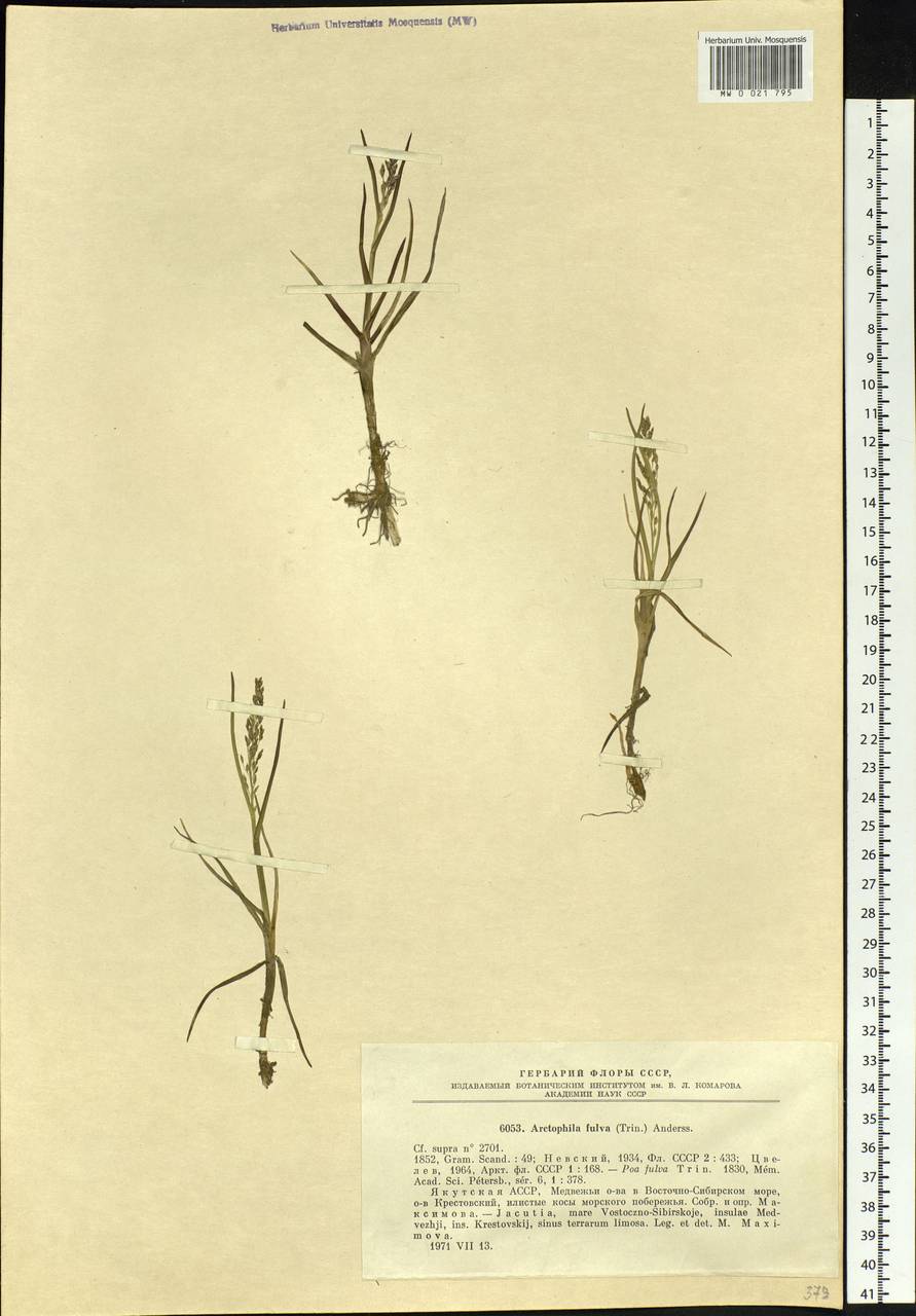 Dupontia fulva (Trin.) Röser & Tkach, Siberia, Yakutia (S5) (Russia)