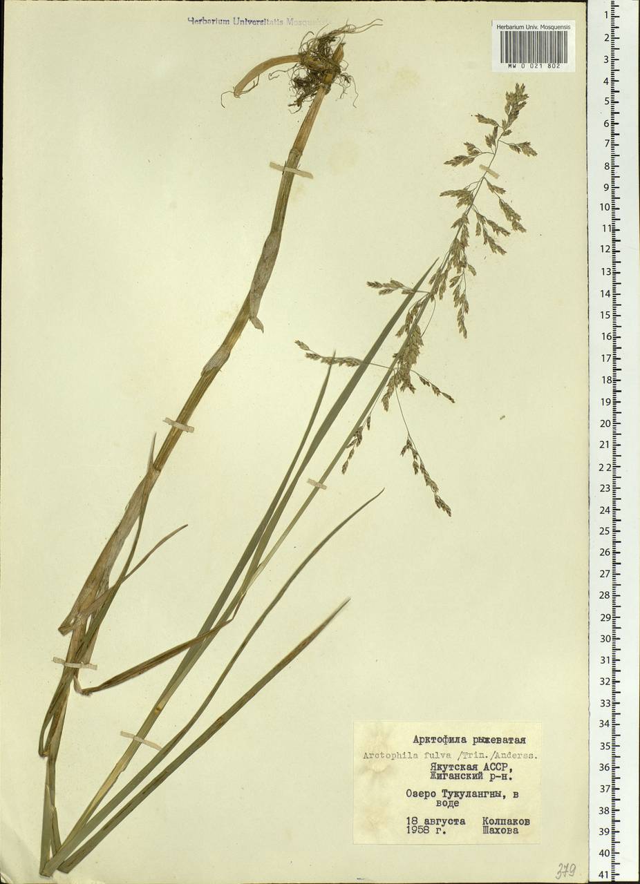 Dupontia fulva (Trin.) Röser & Tkach, Siberia, Yakutia (S5) (Russia)