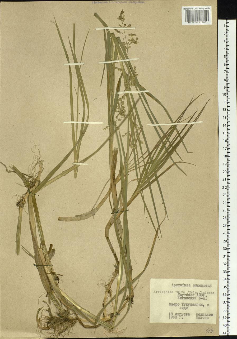 Dupontia fulva (Trin.) Röser & Tkach, Siberia, Yakutia (S5) (Russia)