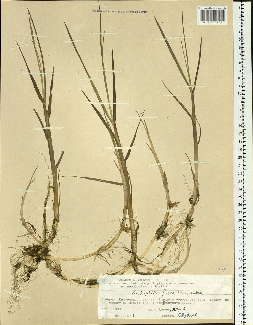 Dupontia fulva (Trin.) Röser & Tkach, Siberia, Central Siberia (S3) (Russia)