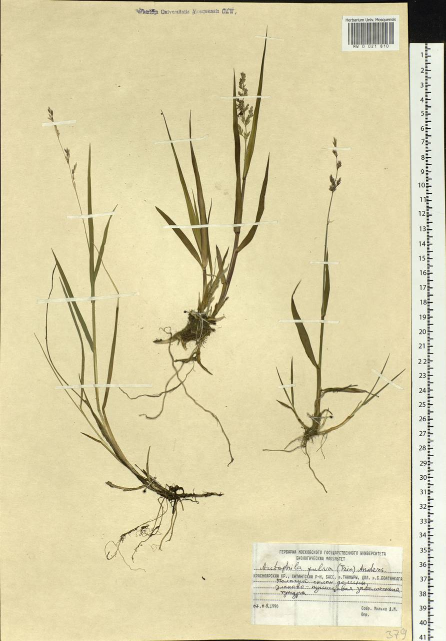 Dupontia fulva (Trin.) Röser & Tkach, Siberia, Central Siberia (S3) (Russia)