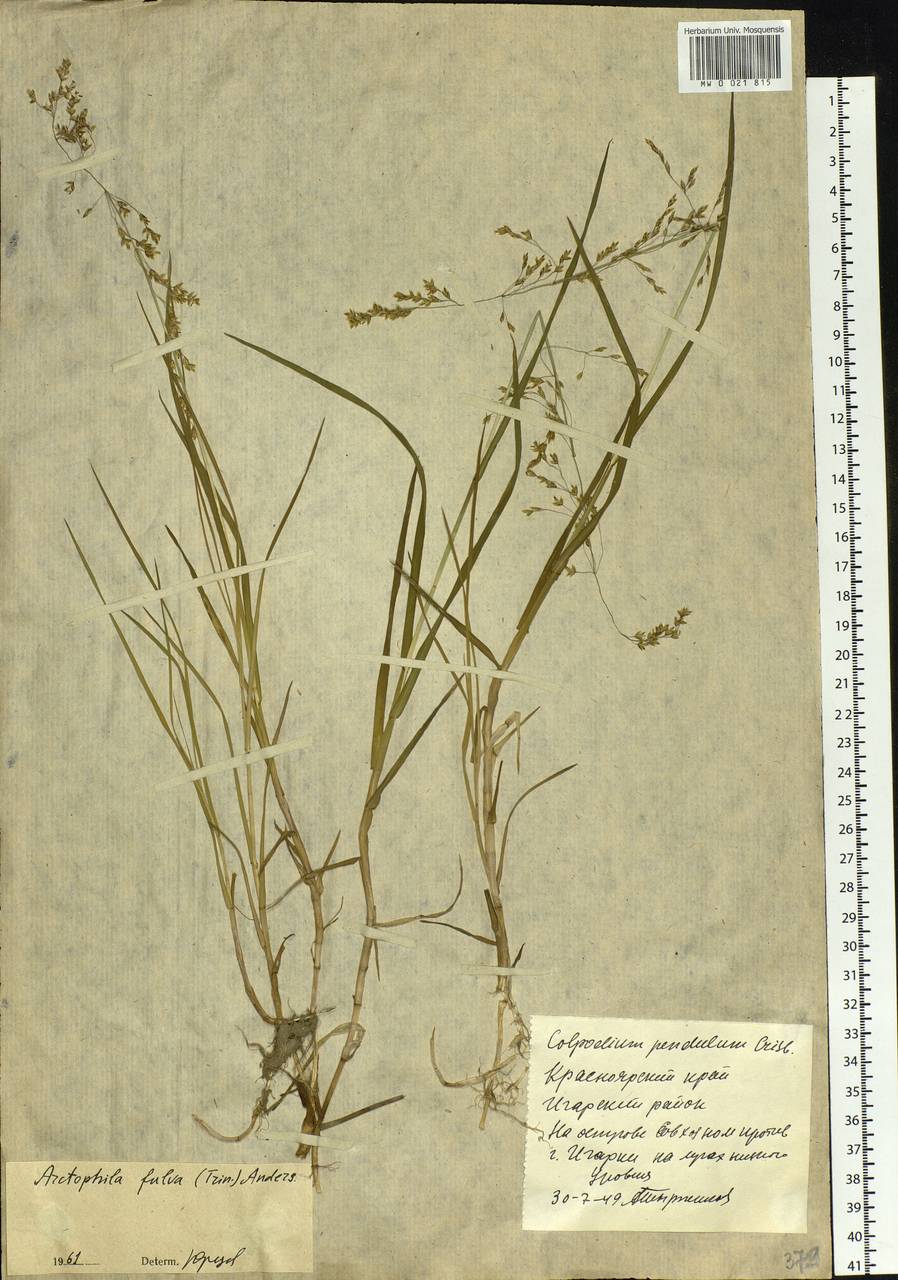 Dupontia fulva (Trin.) Röser & Tkach, Siberia, Central Siberia (S3) (Russia)