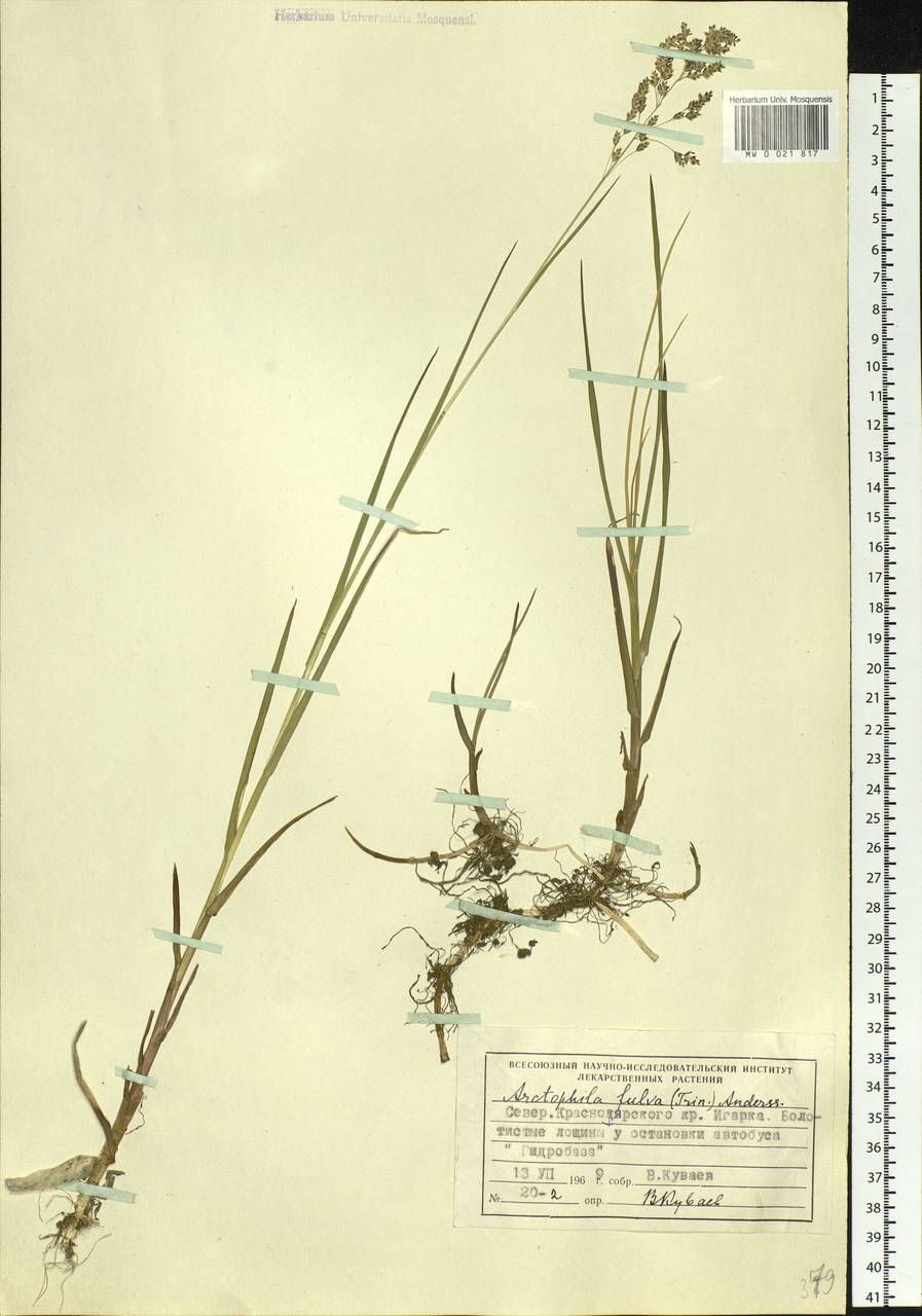 Dupontia fulva (Trin.) Röser & Tkach, Siberia, Central Siberia (S3) (Russia)
