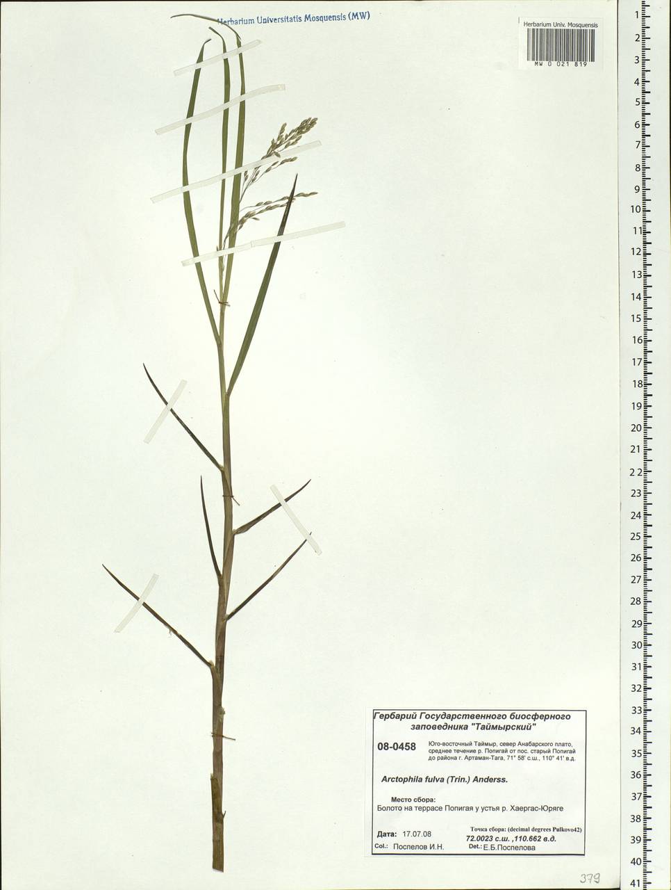 Dupontia fulva (Trin.) Röser & Tkach, Siberia, Central Siberia (S3) (Russia)