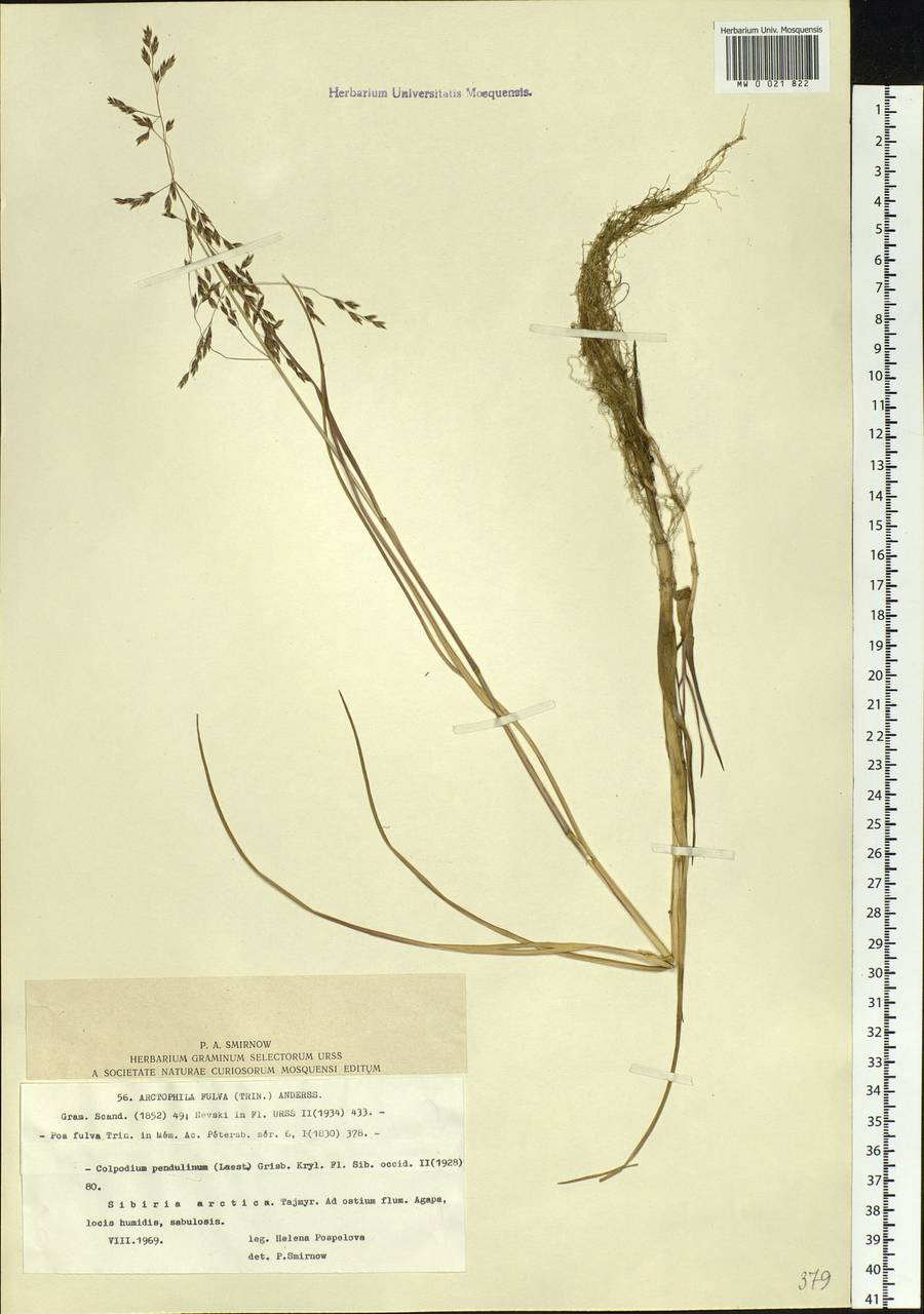 Dupontia fulva (Trin.) Röser & Tkach, Siberia, Central Siberia (S3) (Russia)