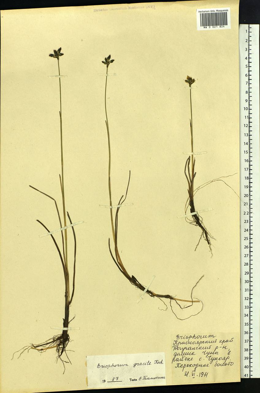 Eriophorum gracile Koch, Siberia, Central Siberia (S3) (Russia)