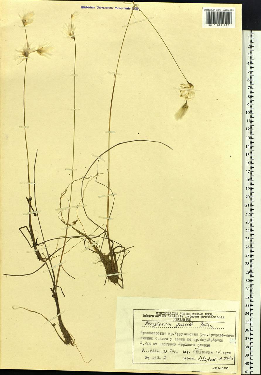 Eriophorum gracile Koch, Siberia, Central Siberia (S3) (Russia)