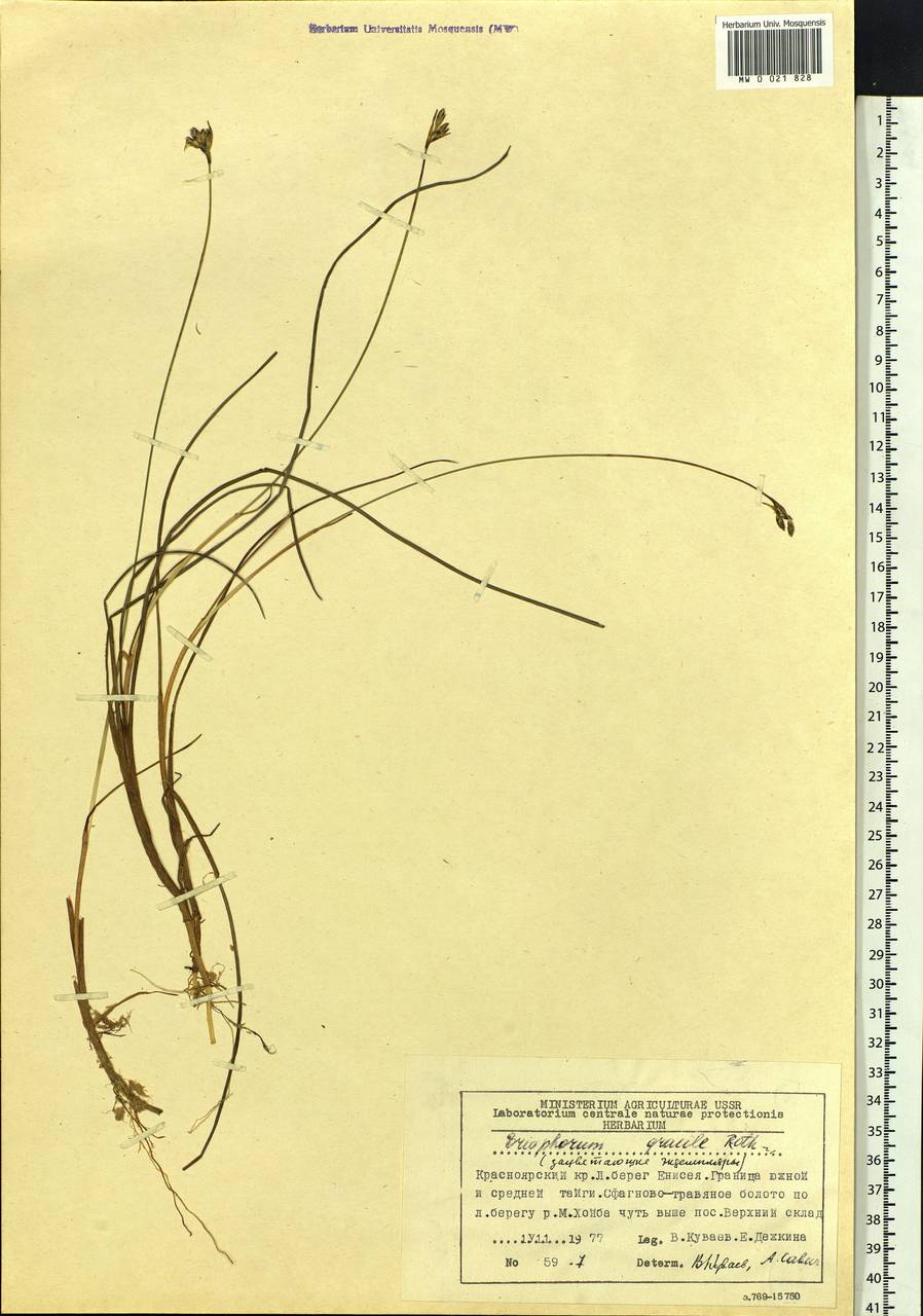 Eriophorum gracile Koch, Siberia, Central Siberia (S3) (Russia)