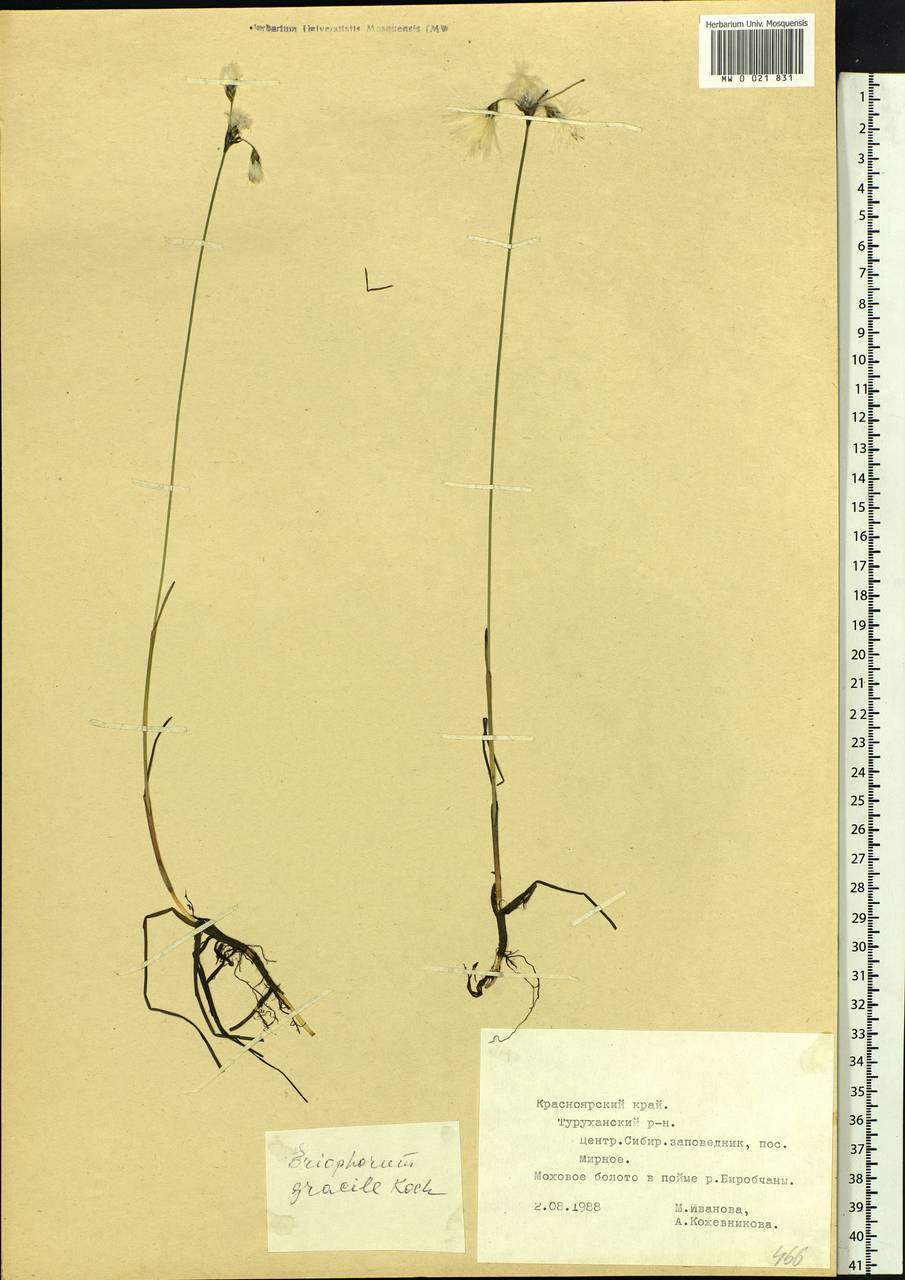 Eriophorum gracile Koch, Siberia, Central Siberia (S3) (Russia)