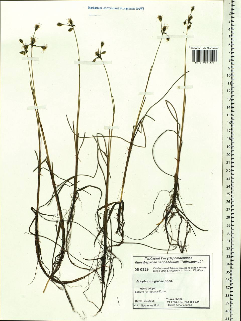 Eriophorum gracile W.D.J.Koch, Siberia, Central Siberia (S3) (Russia)