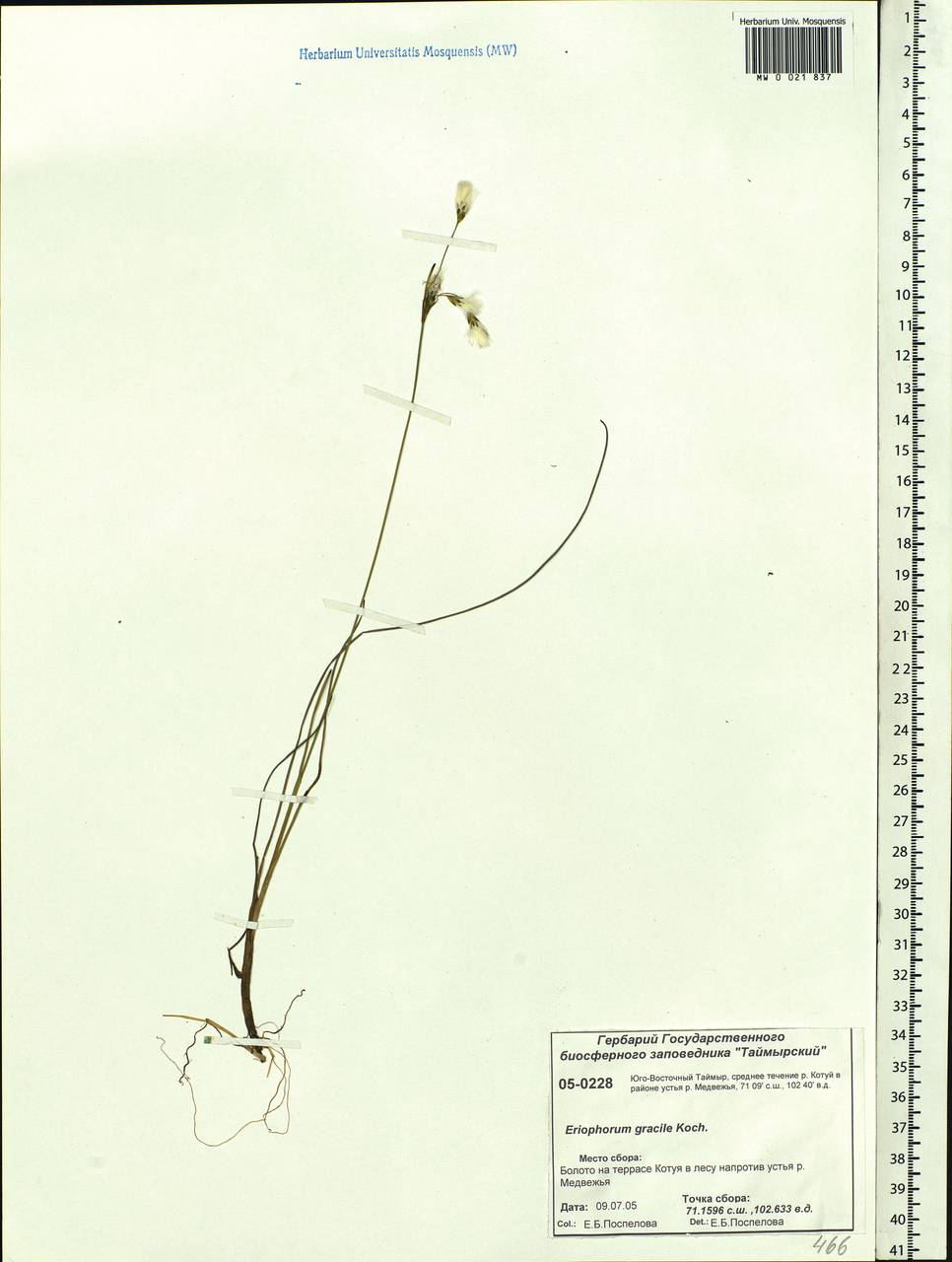 Eriophorum gracile W.D.J.Koch, Siberia, Central Siberia (S3) (Russia)