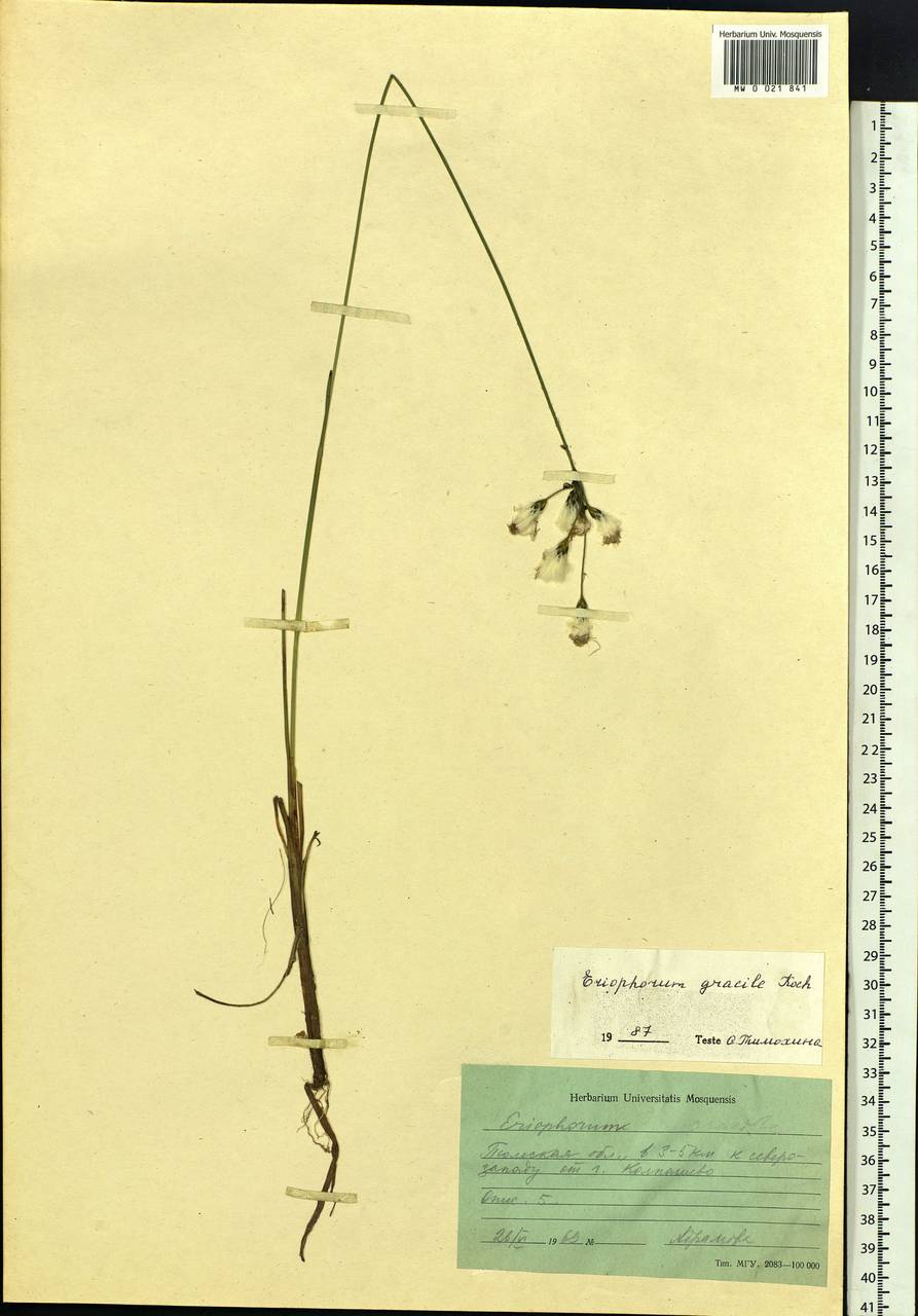 Eriophorum gracile Koch, Siberia, Western Siberia (S1) (Russia)