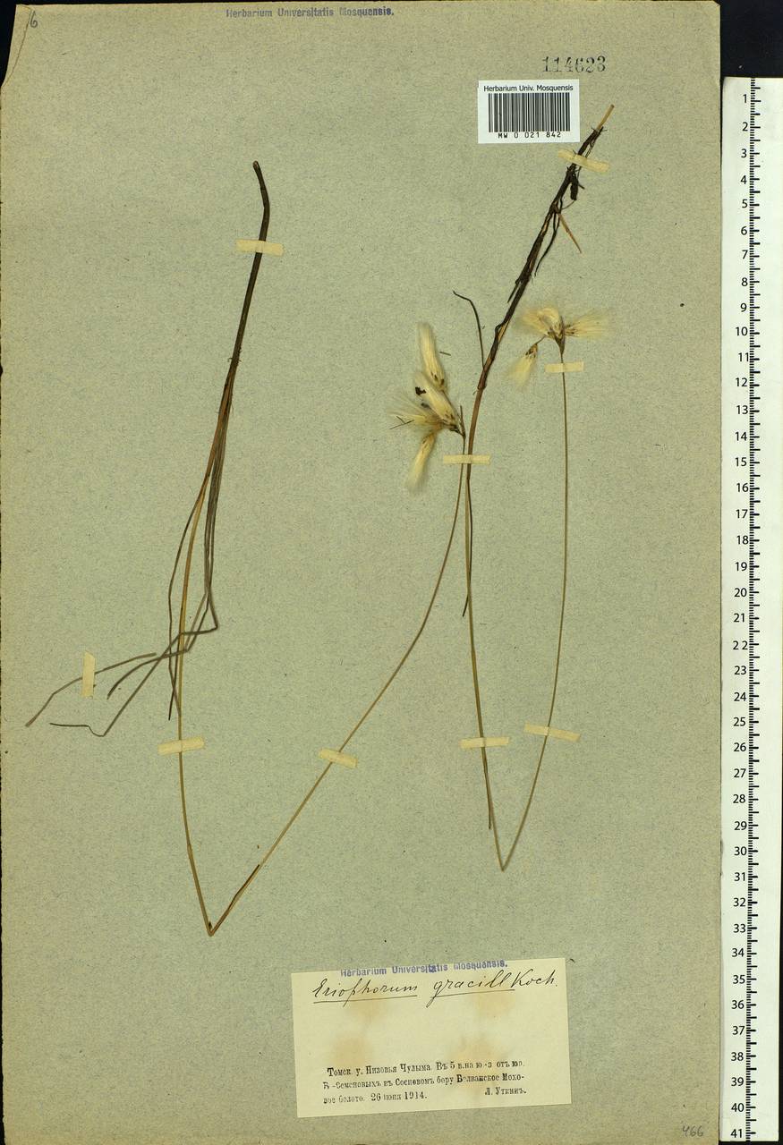 Eriophorum gracile Koch, Siberia, Western Siberia (S1) (Russia)