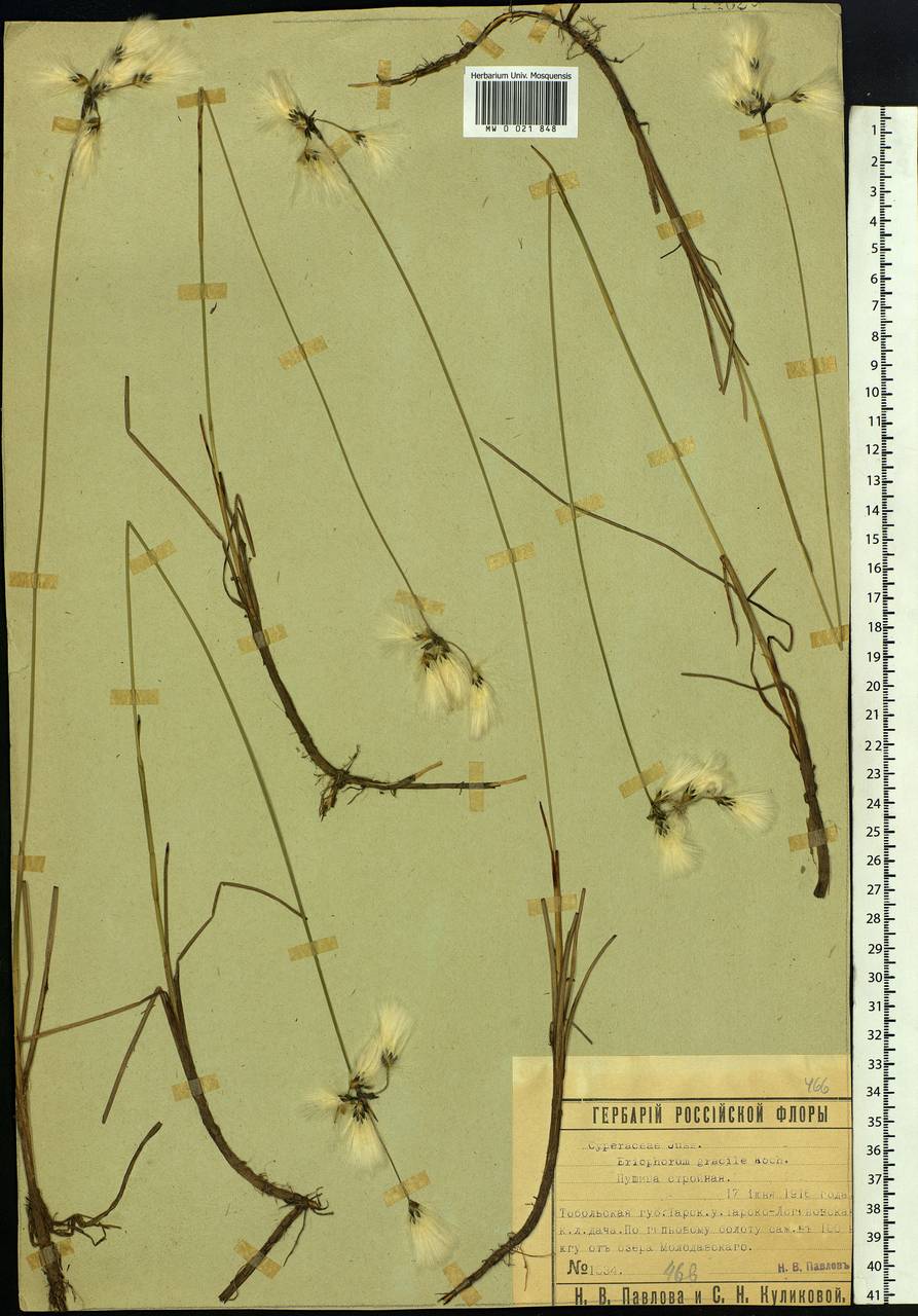 Eriophorum gracile Koch, Siberia, Western Siberia (S1) (Russia)