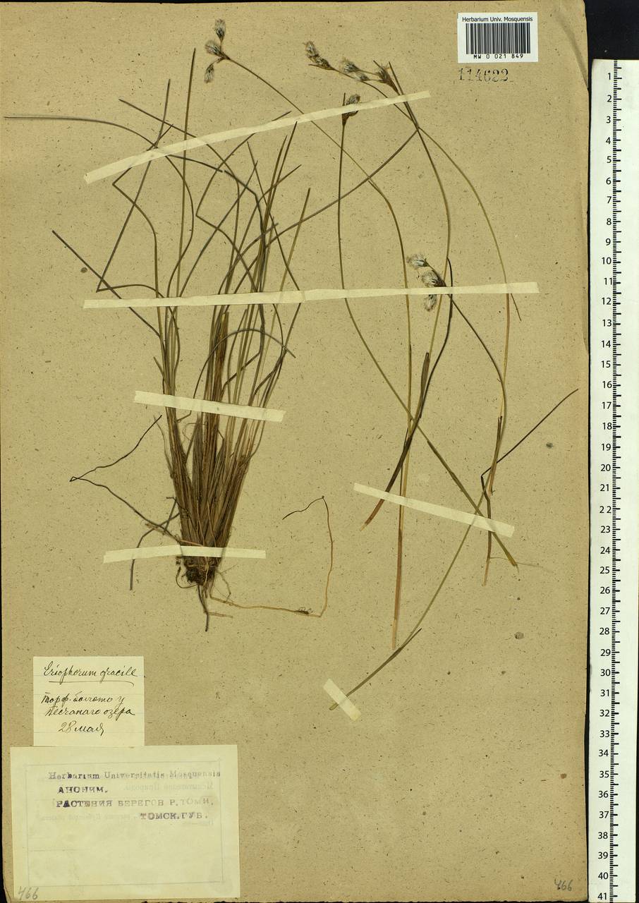 Eriophorum gracile Koch, Siberia, Western Siberia (S1) (Russia)