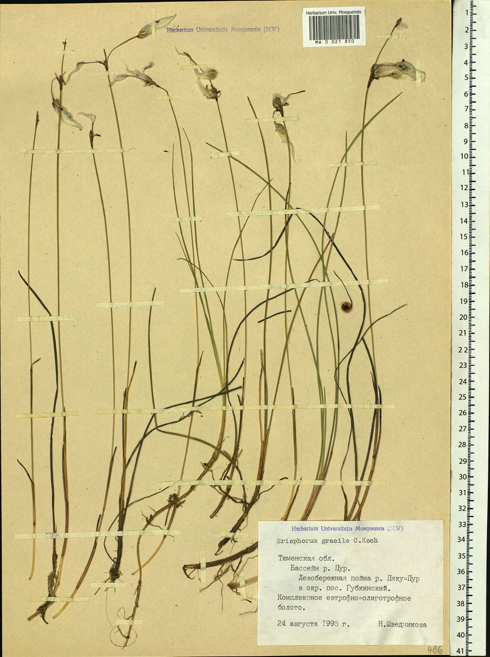 Eriophorum gracile Koch, Siberia, Western Siberia (S1) (Russia)