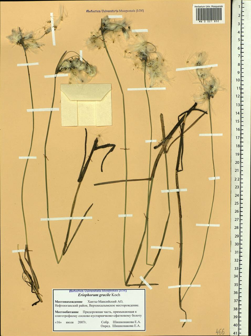 Eriophorum gracile Koch, Siberia, Western Siberia (S1) (Russia)