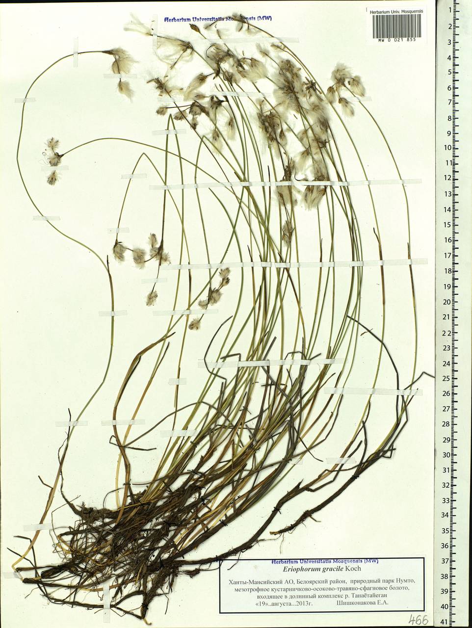Eriophorum gracile Koch, Siberia, Western Siberia (S1) (Russia)