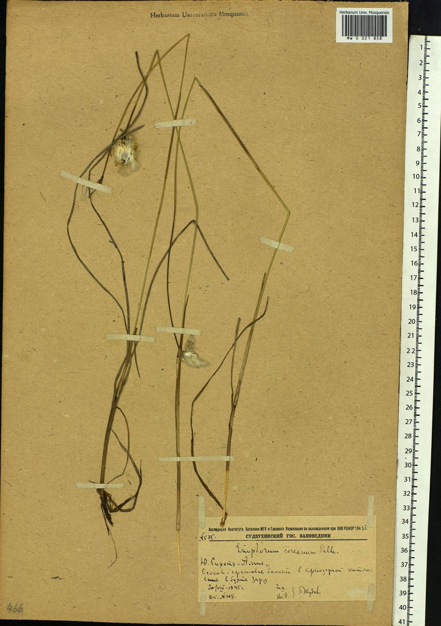 Eriophorum gracile Koch, Siberia, Russian Far East (S6) (Russia)