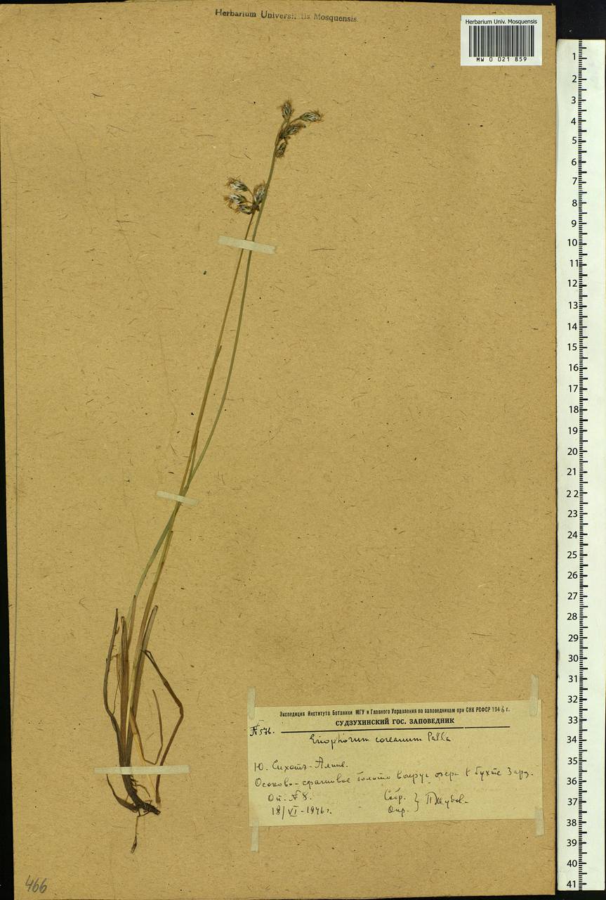 Eriophorum gracile Koch, Siberia, Russian Far East (S6) (Russia)