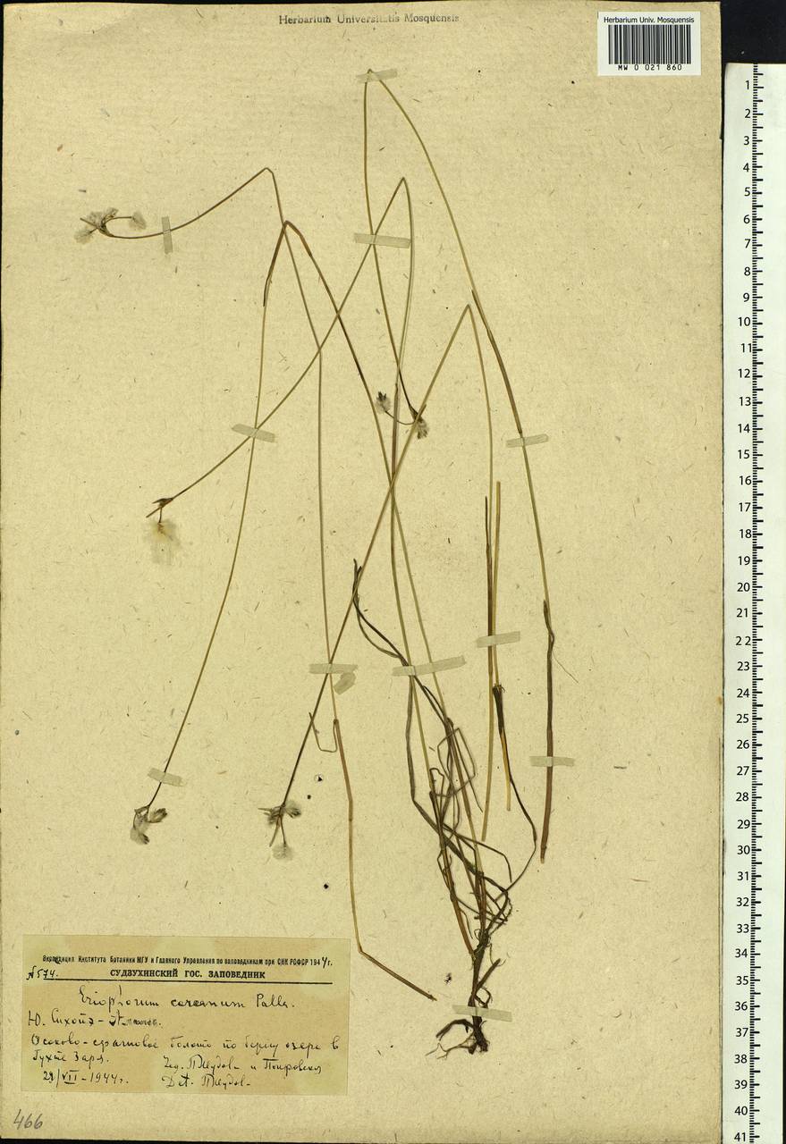 Eriophorum gracile Koch, Siberia, Russian Far East (S6) (Russia)