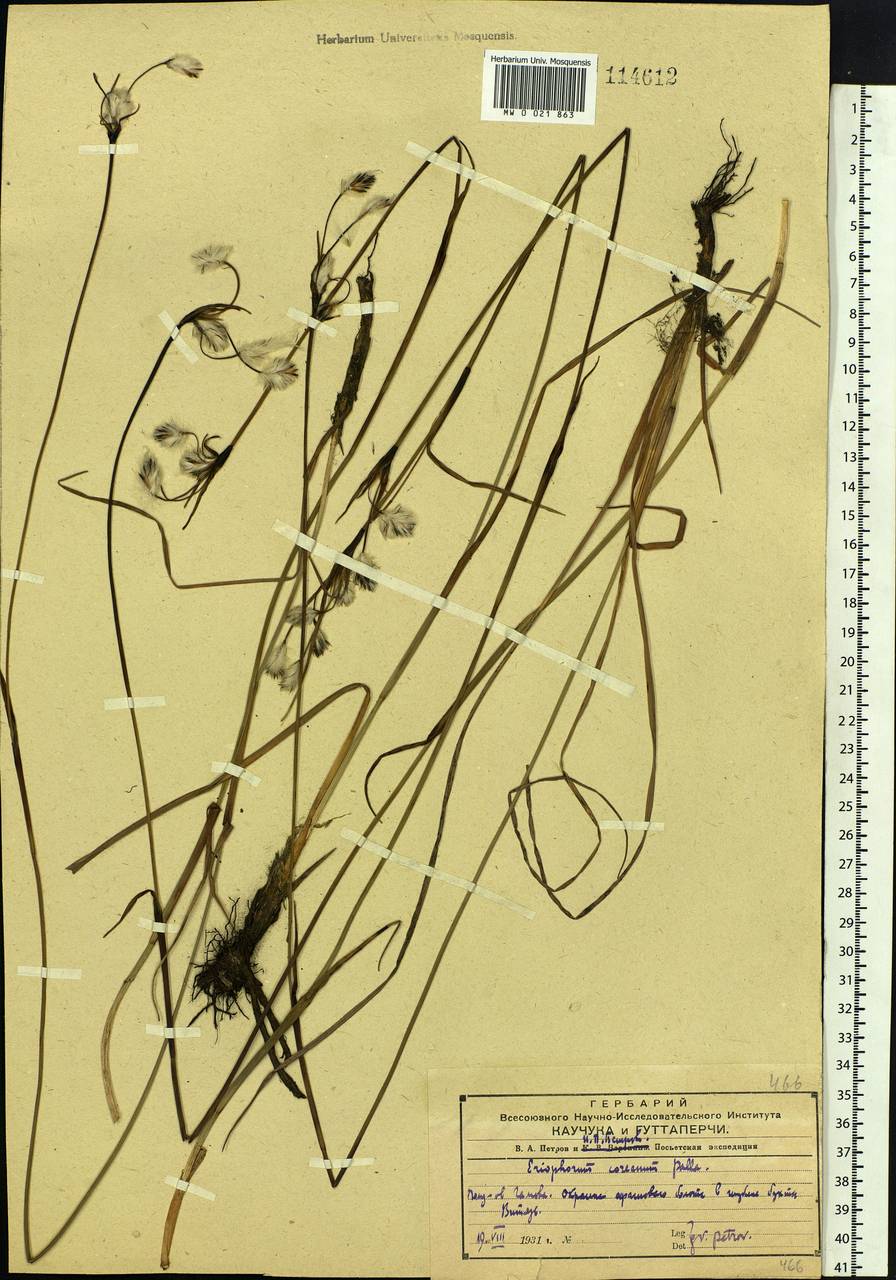 Eriophorum gracile W.D.J.Koch, Siberia, Russian Far East (S6) (Russia)